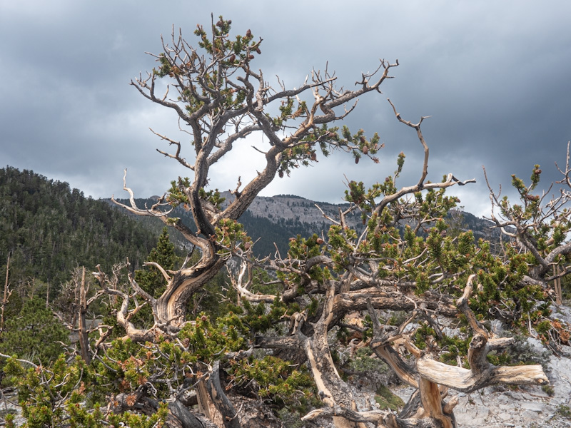 Great Basin Bristlecone Pines (Pinus longaeva)