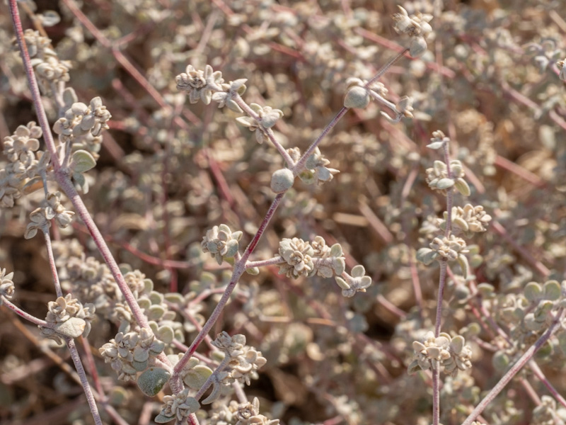 Shadescale Saltbrush (Atriplex confertifolia)